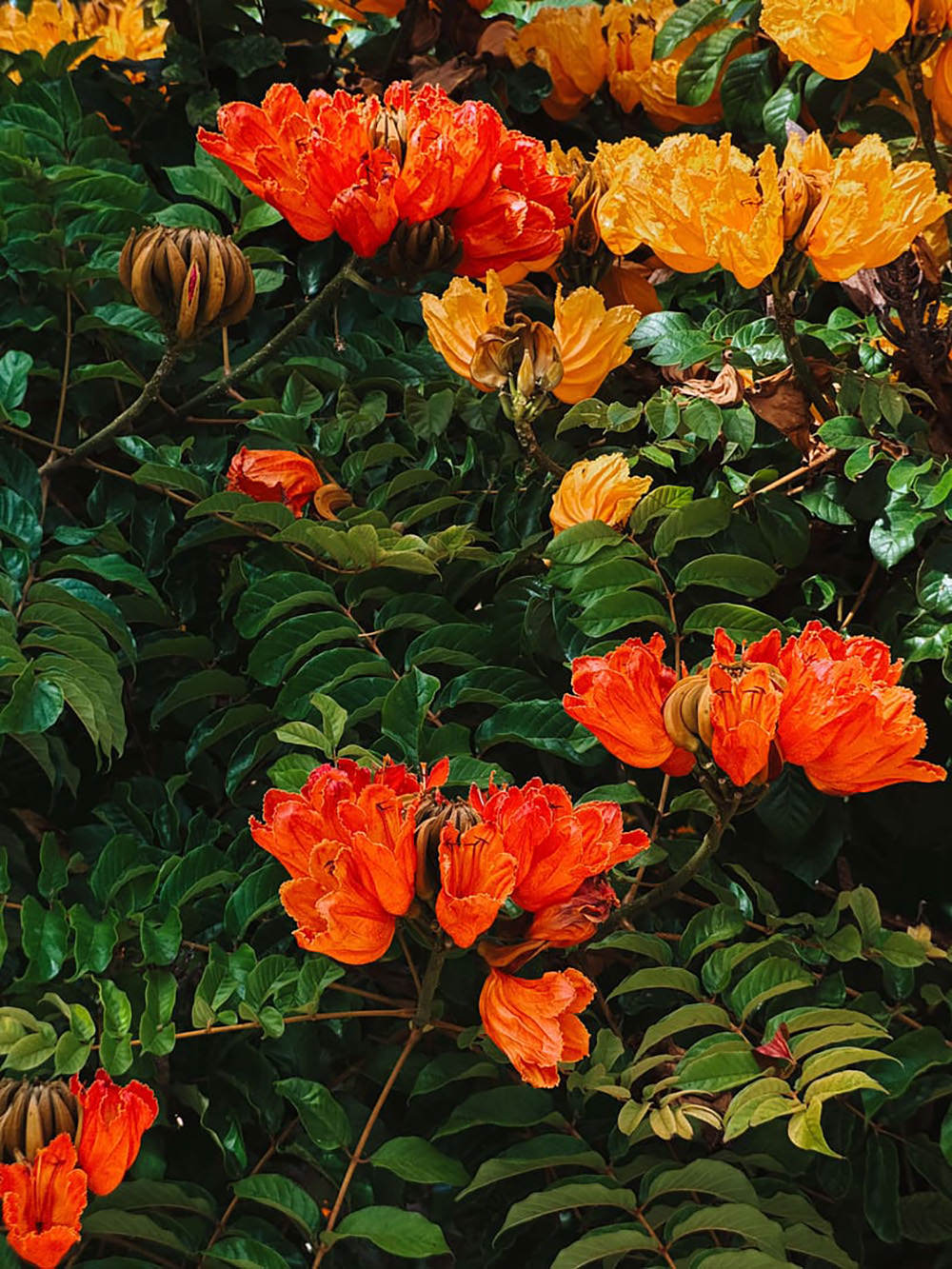 sandmarc-48mm-telephoto-lens-iphone-exibart-street-photography-04