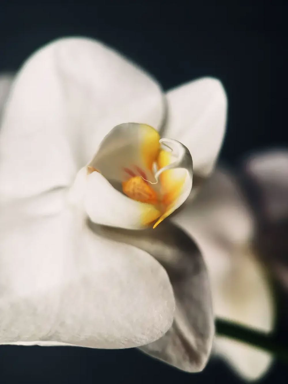 moment-macro-ii-lenses-exibart-street-photography-05