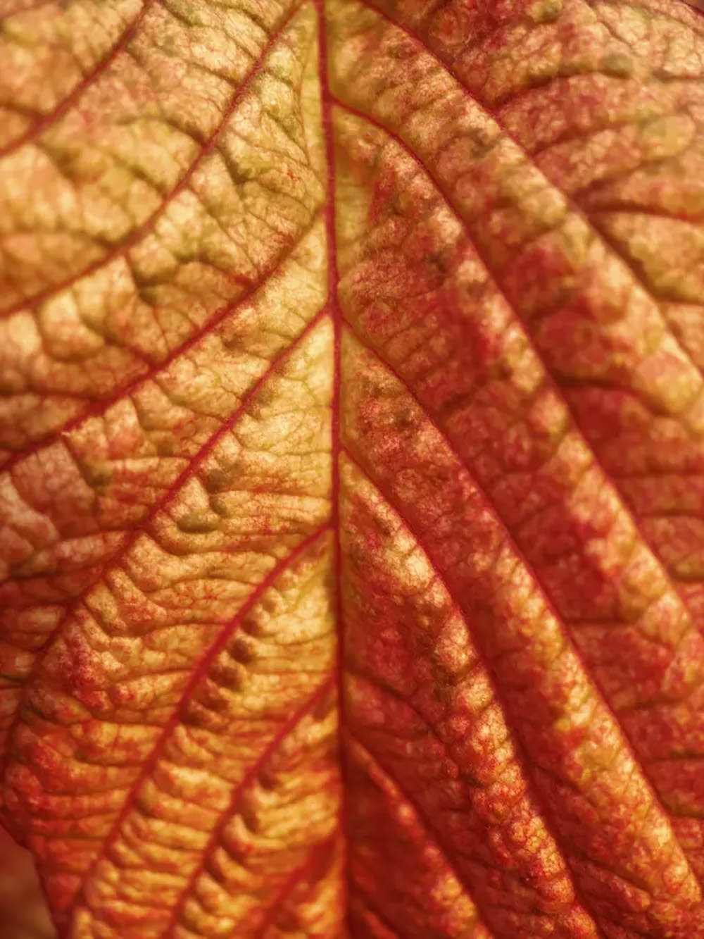 moment-macro-ii-lenses-exibart-street-photography-06