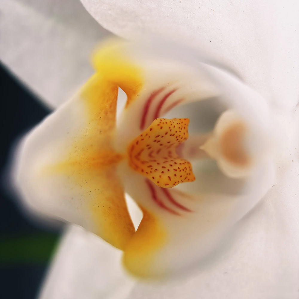 moment-macro-ii-lenses-exibart-street-photography-10