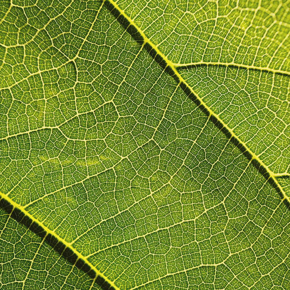 moment-macro-ii-lenses-exibart-street-photography-11