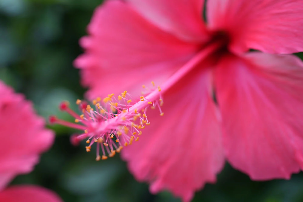 venus-optics-35mm-f-2-8-tilt-shift-macro-exibart-street-photography-15