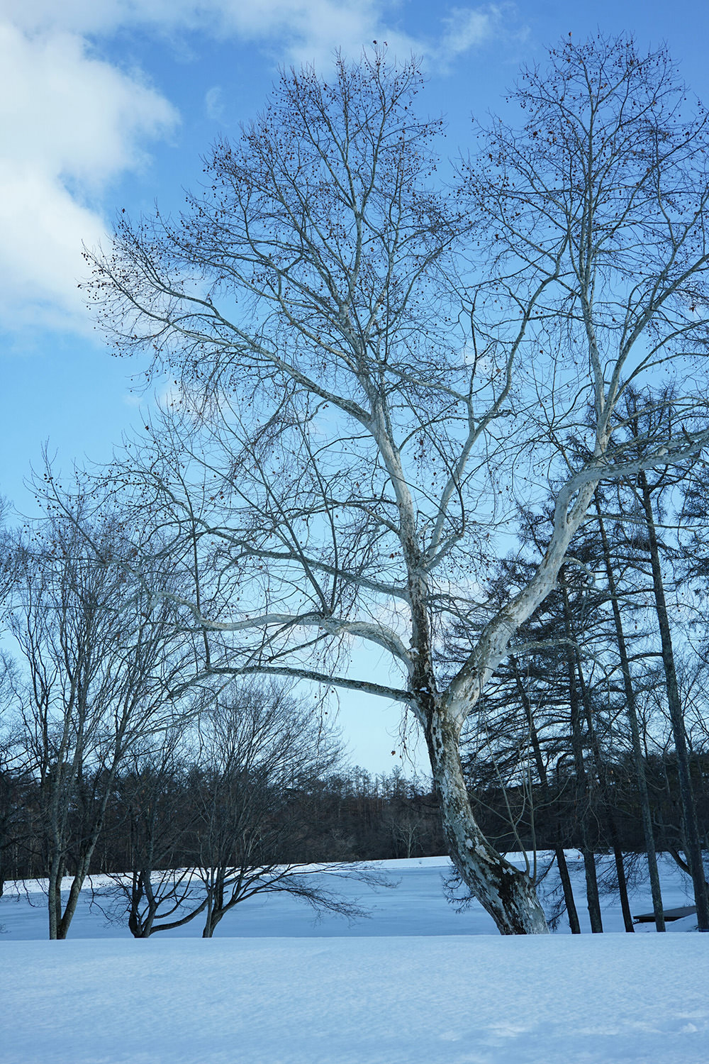 cosina-voigtlander-septon-40mm-f-2-aspherical-lens-exibart-street-photography-11