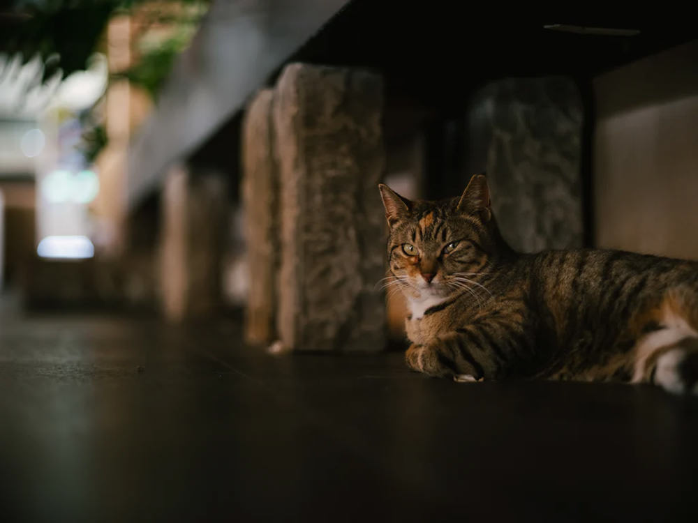 light-lens-lab-75mm-f-2-sp-ii-for-leica-m-mount-exibart-street-photography-10