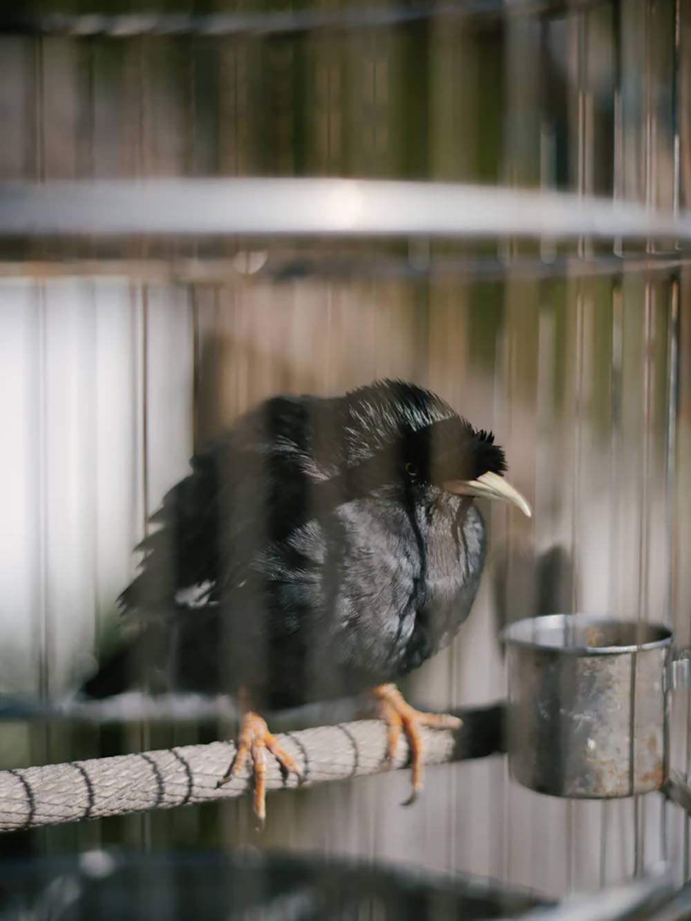 light-lens-lab-75mm-f-2-sp-ii-for-leica-m-mount-exibart-street-photography-11