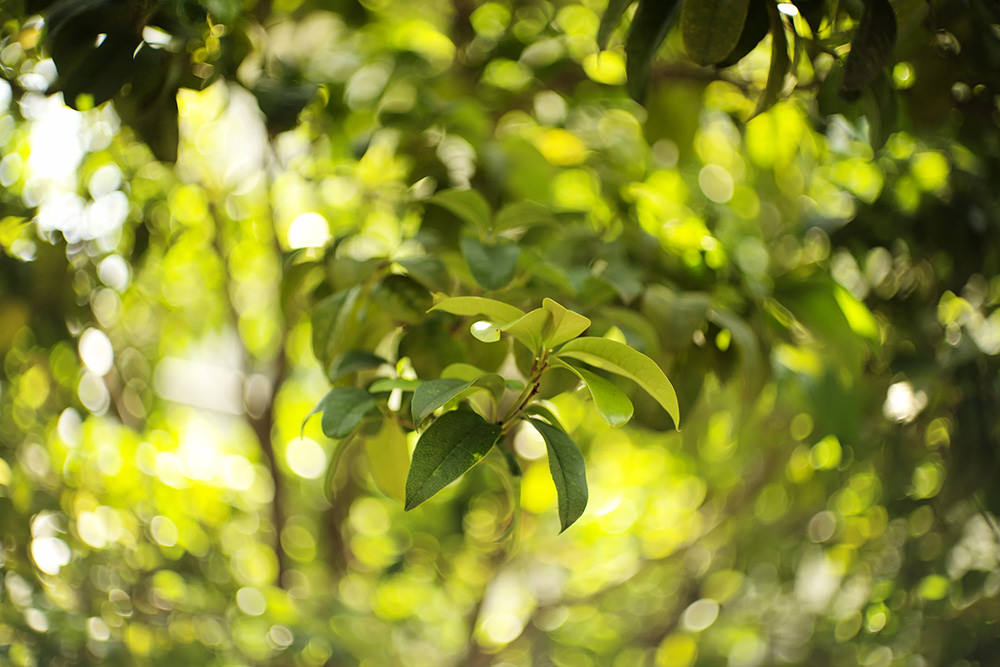 light-lens-lab-50mm-f-1-9-rigid-zs6-exibart-street-photography-04