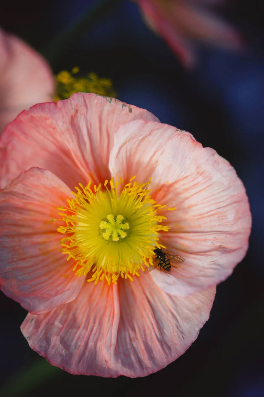 7artisans-af-max-135mm-e-l-mount-exibart-street-photography-03