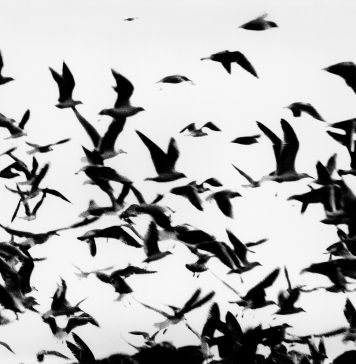 Mario Giacomelli: Des Oiseaux