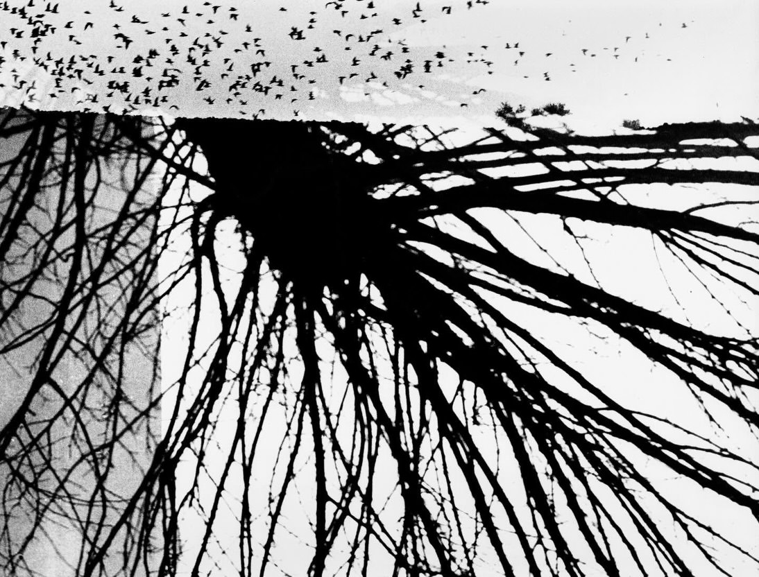 mario-giacomelli-des-oiseaux-exibart-street-photography-03