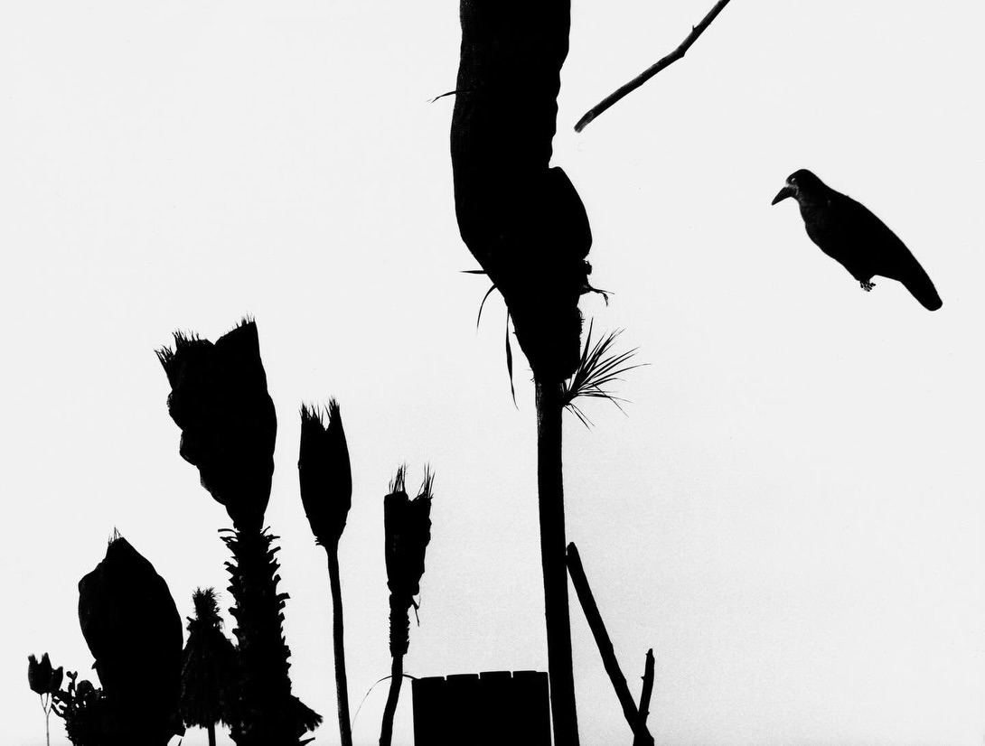 mario-giacomelli-des-oiseaux-exibart-street-photography-06
