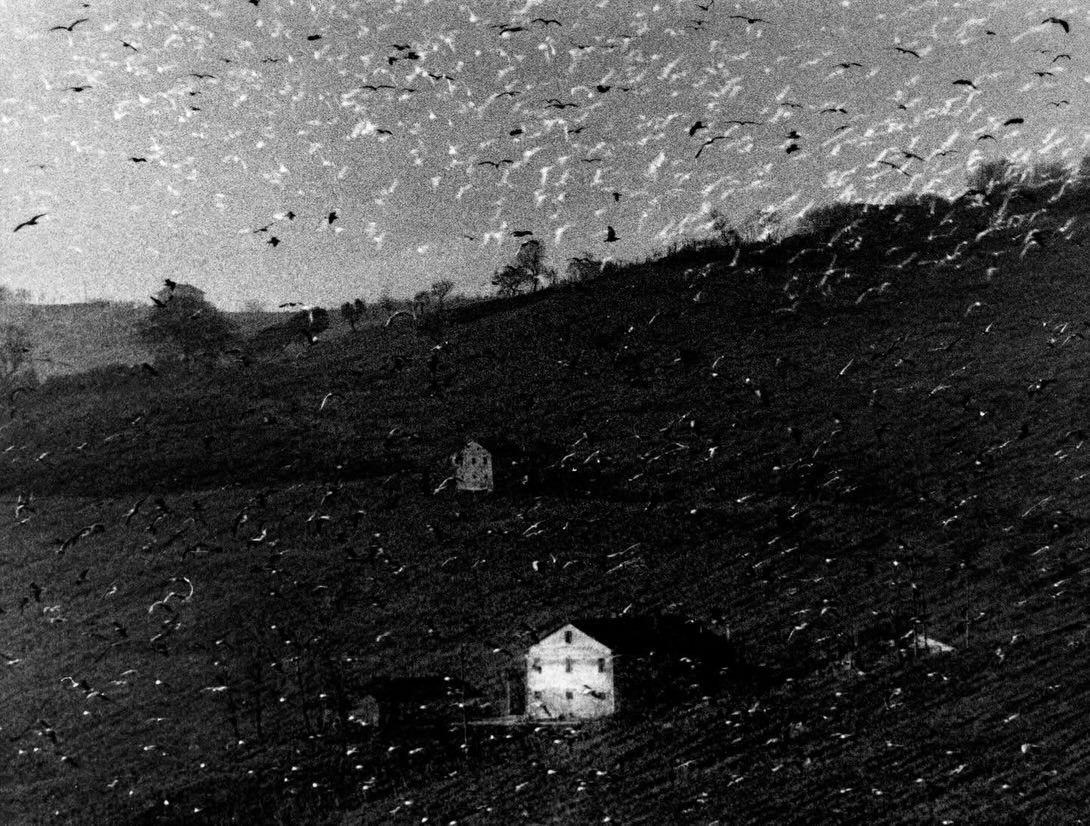 mario-giacomelli-des-oiseaux-exibart-street-photography-08