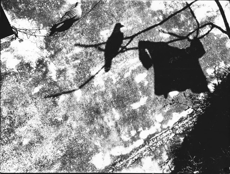 mario-giacomelli-des-oiseaux-exibart-street-photography-09