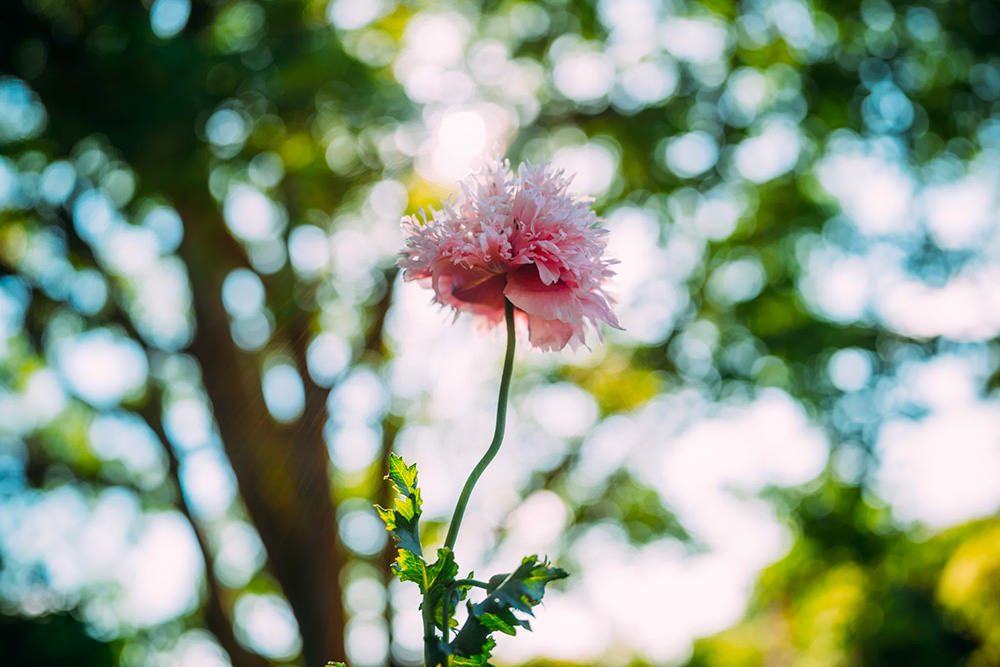 light-lens-lab-apochromatic-lens-exibart-street-photography-11