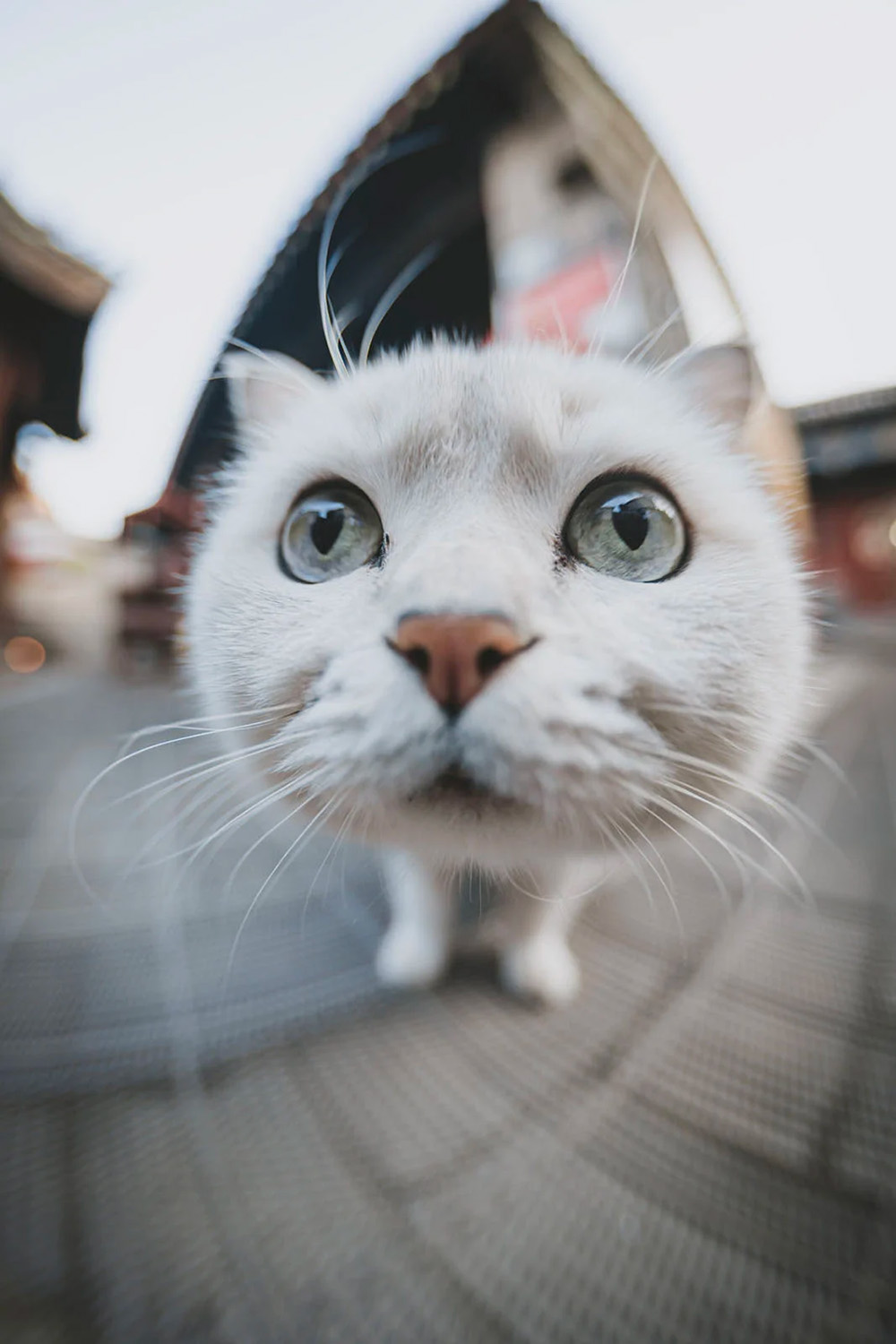 7artisans-max-lens-series-exibart-street-photography-03