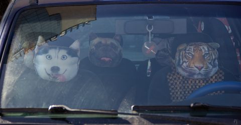 Wild driving