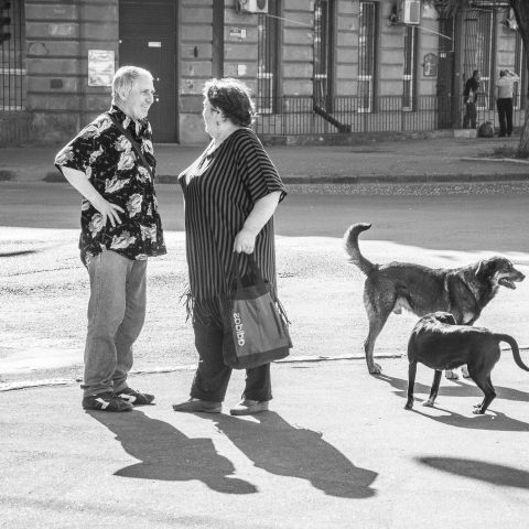 People and dogs