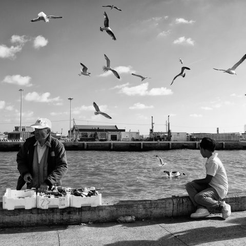 Seagulls