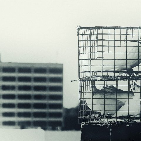 Pigeons in a cage