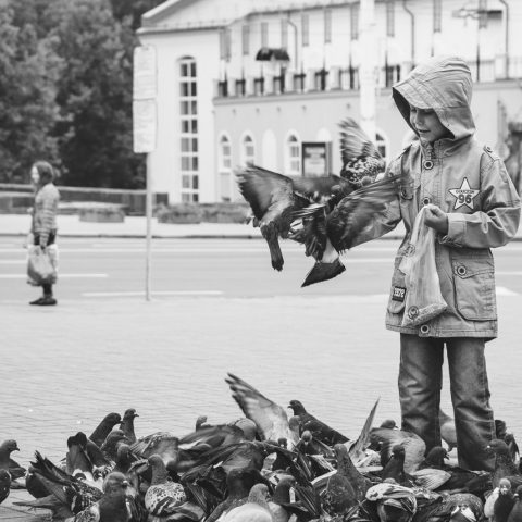 A boy feeds pigeons