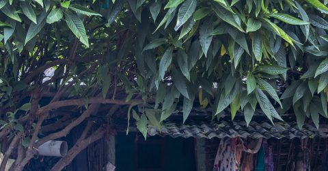 NATURE ON HOME