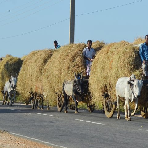 Traditional Transportation on the Harvest season