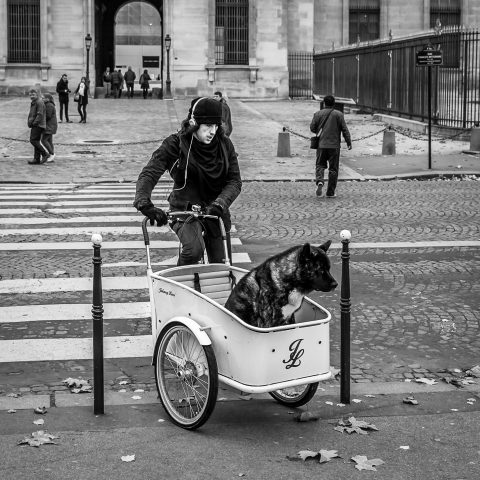 Promenade canine