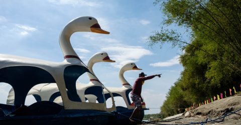 Swan Gang