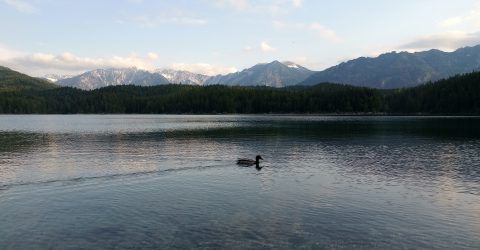A Duck Breaking the Eerie Calmness of A Lake