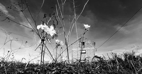 A house in the flowers