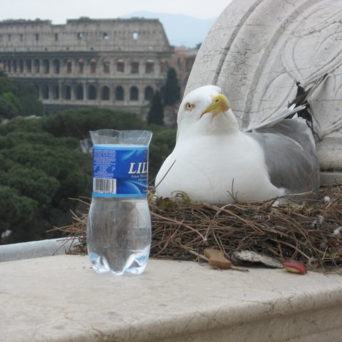 IL GABBIANO