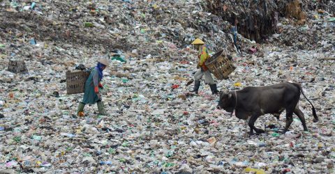 sharing trash with cows