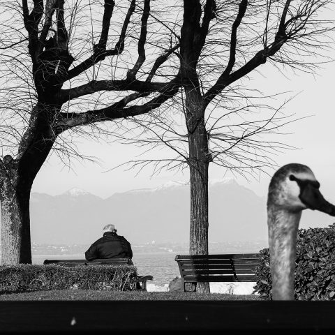 Lungo lago Desenzano