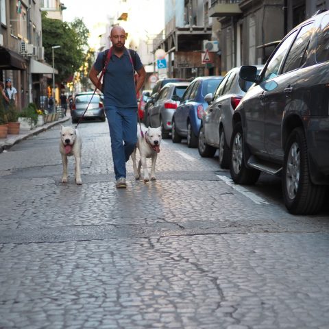 Dogs walk a person