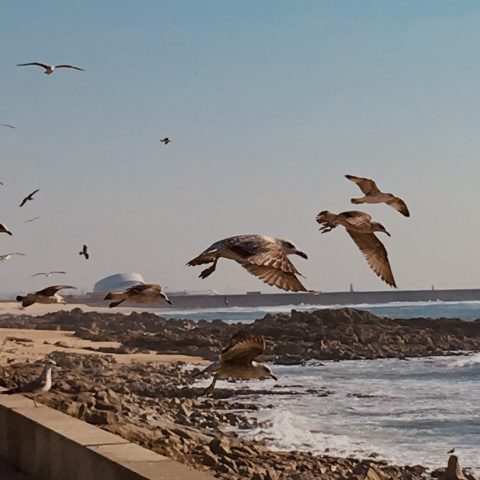 Birds fly in different directions