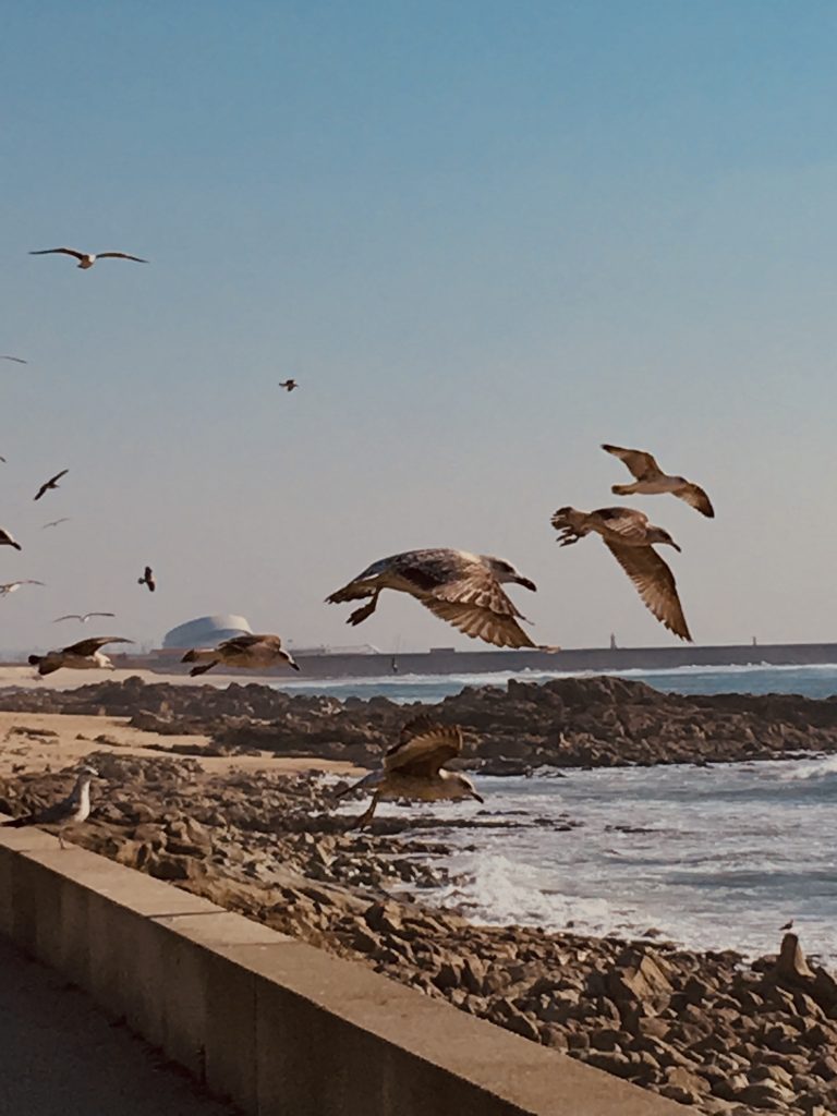 Birds fly in different directions - Exibart Street