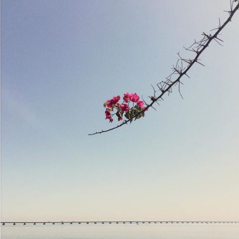 flower on the bridge