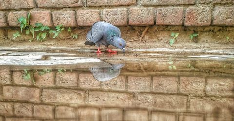 Pegan Drinks water