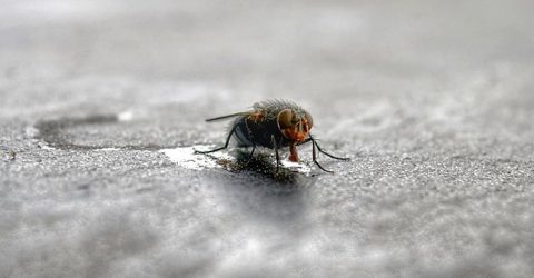 Fly drinks water