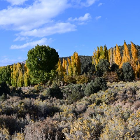 Fall in the desert