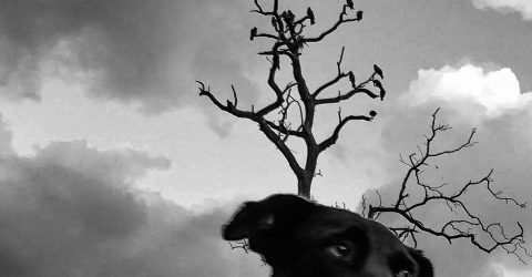 Deer Dog.
