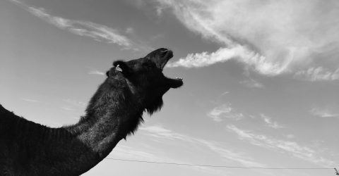 Camel or dragon?