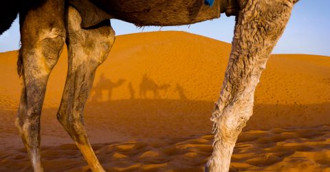 Merzouga desert