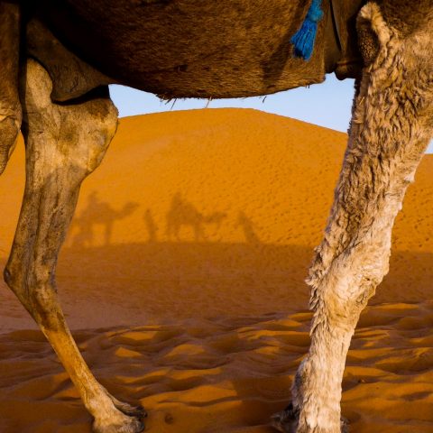 Merzouga desert