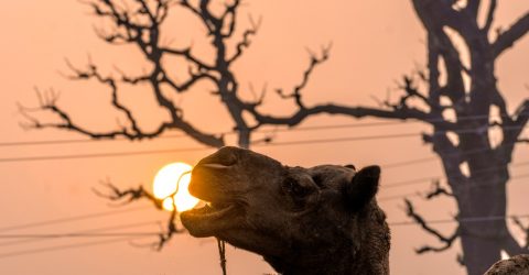 Hungry Camel.