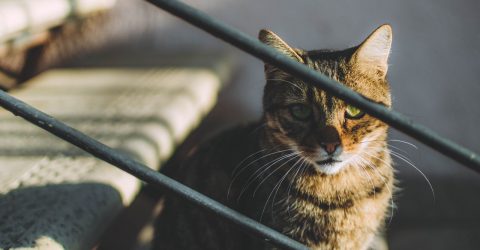 Puss