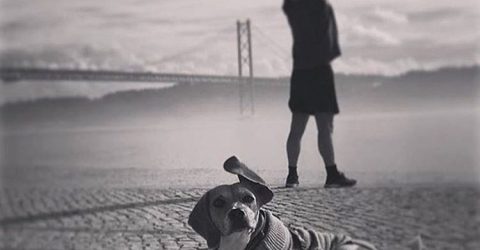 Gymno dog