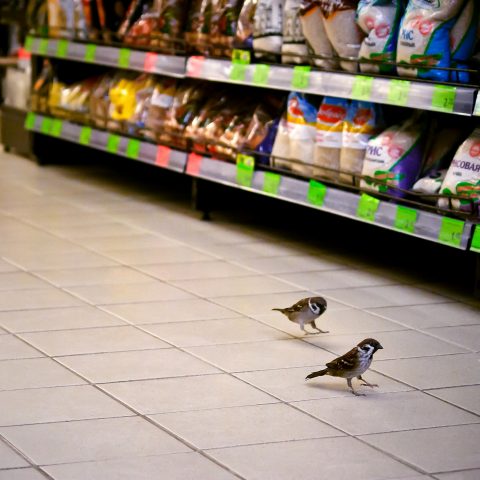 Shopping for grains