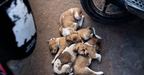 “humans”  around puppies