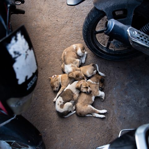 “humans”  around puppies