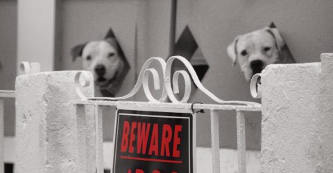 Beware of dogs
